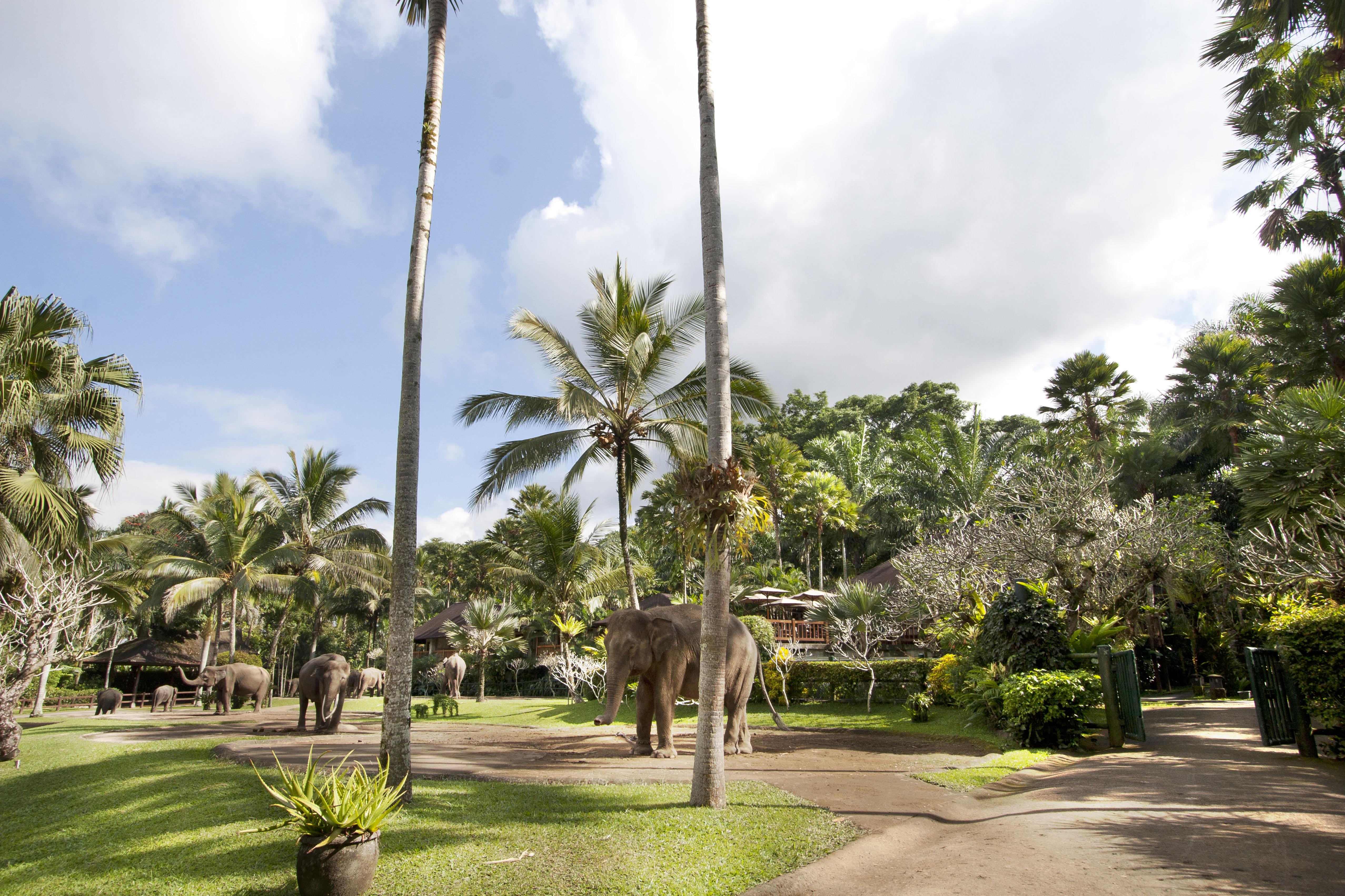 Mason Elephant Lodge Ubud Exterior foto
